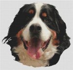 (image for) Bernese Mountain Dog